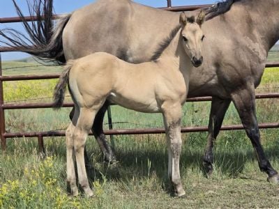 Bluestem Steely JW<BR>AQHA PENDING
